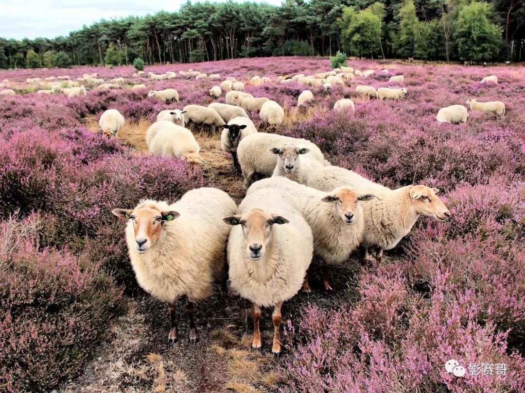 梵高文森特作品大全,文森特梵高的全部作品及介绍