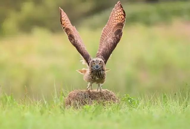 对焦和测光的分离怎么拍摄照片,拍照对焦技巧有哪些图片