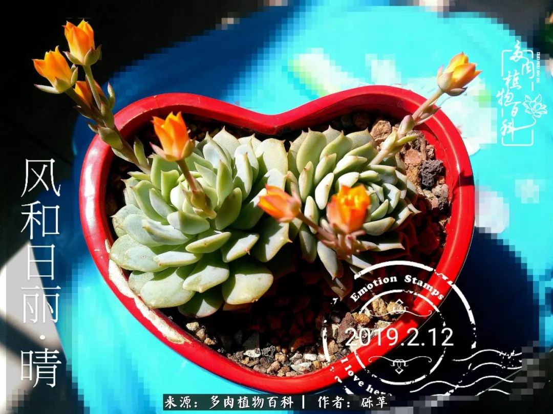 养多肉一个人就可以玩到天荒地老,养多肉的幸福其实很简单