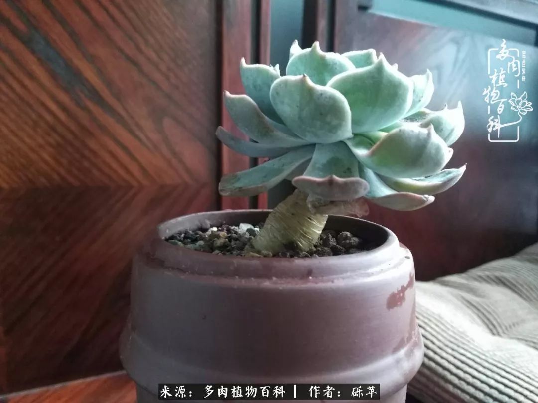 养多肉一个人就可以玩到天荒地老,养多肉的幸福其实很简单