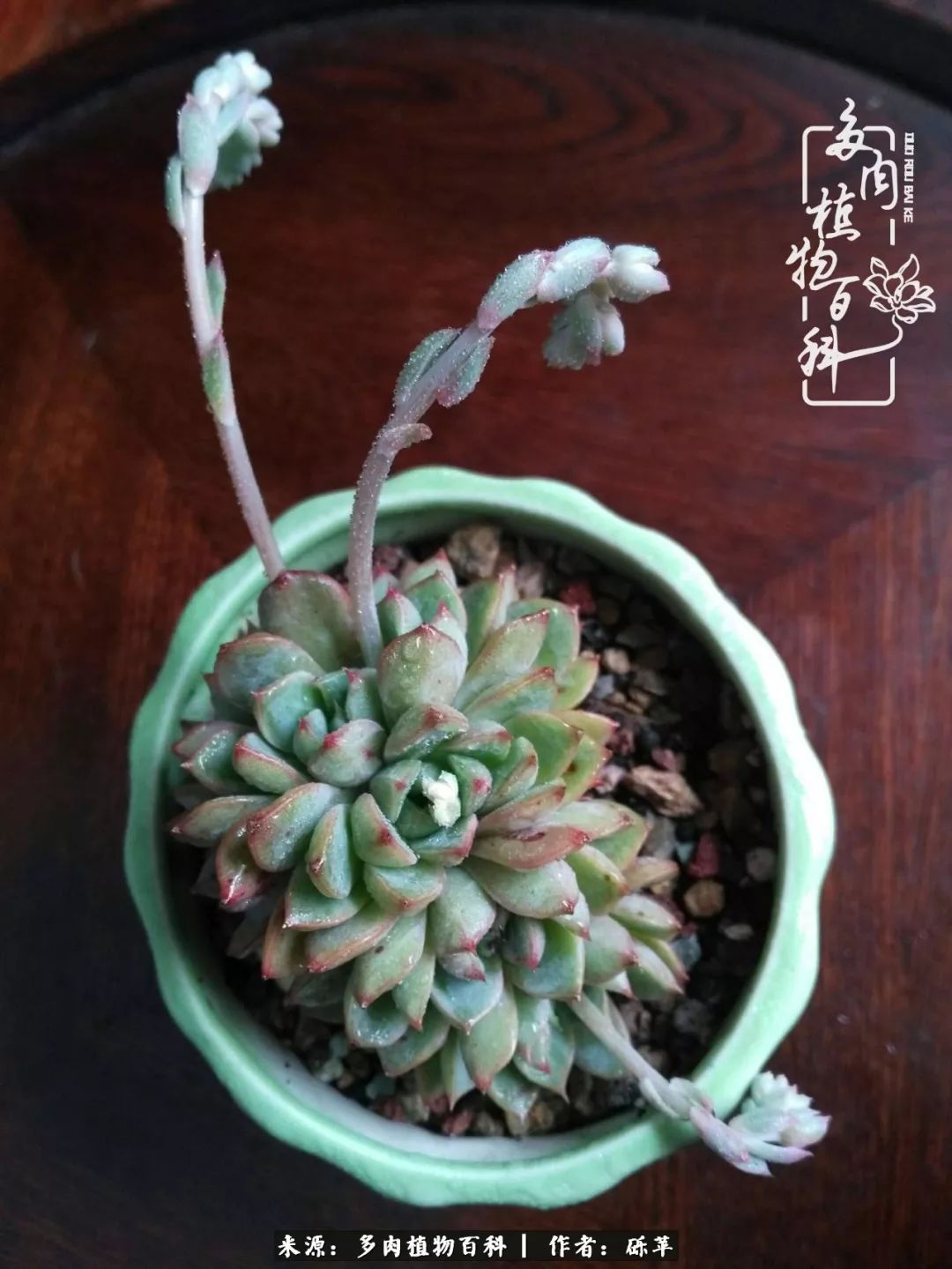 养多肉一个人就可以玩到天荒地老,养多肉的幸福其实很简单