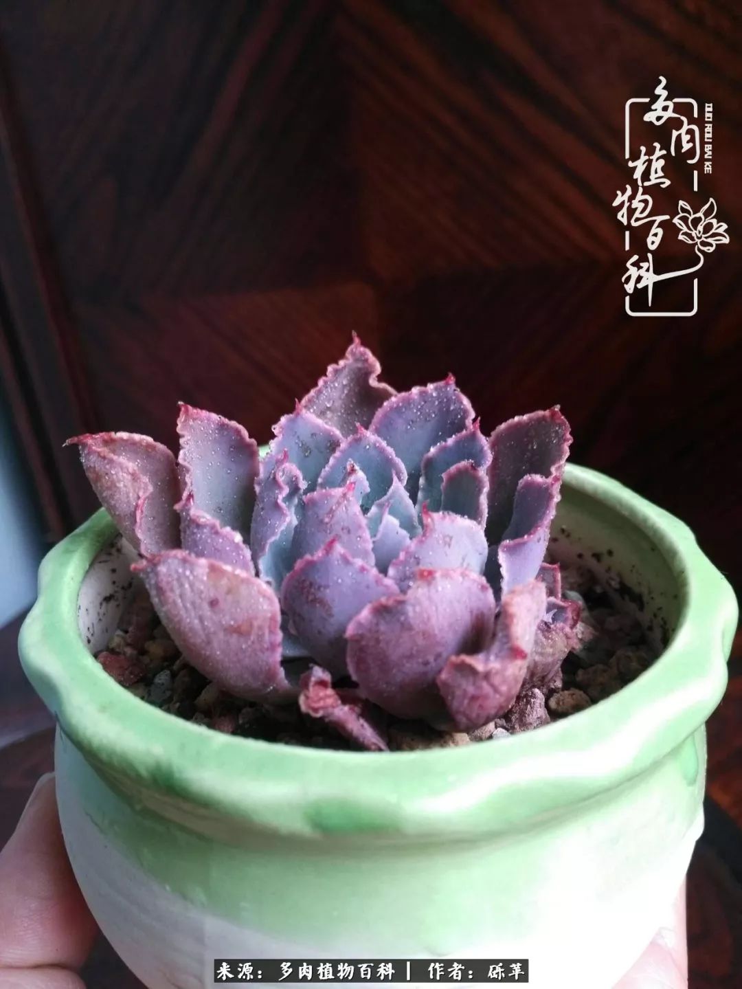 养多肉一个人就可以玩到天荒地老,养多肉的幸福其实很简单