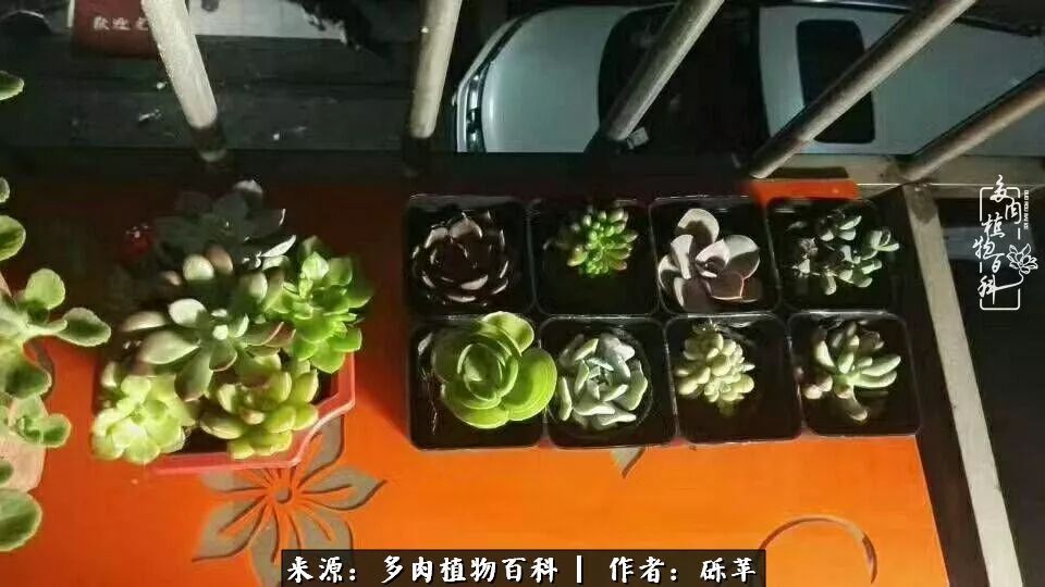 养多肉一个人就可以玩到天荒地老,养多肉的幸福其实很简单