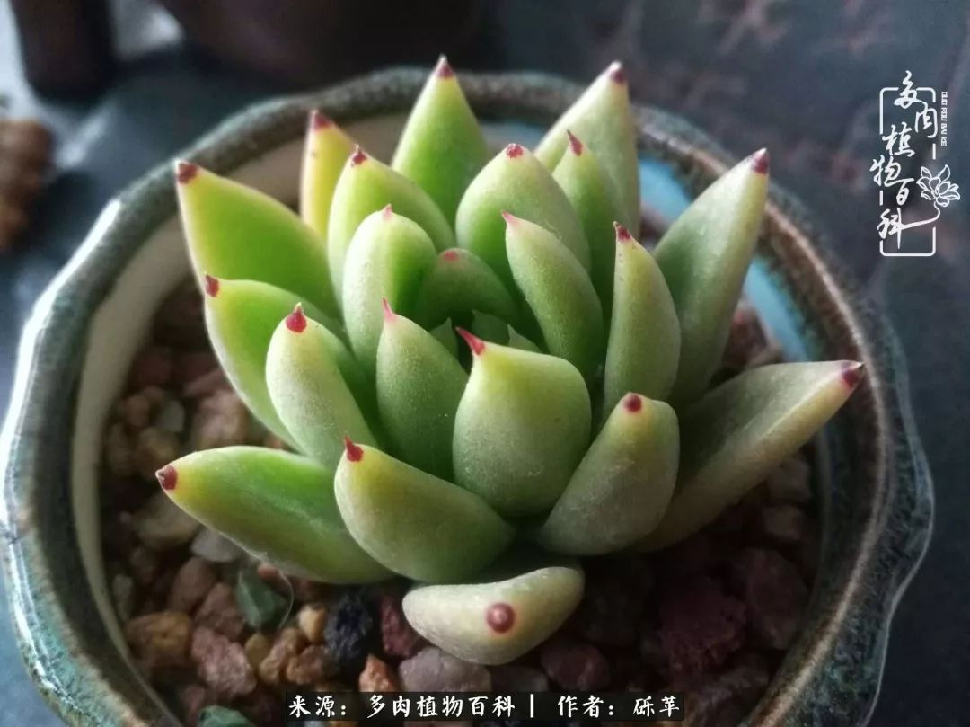 养多肉一个人就可以玩到天荒地老,养多肉的幸福其实很简单