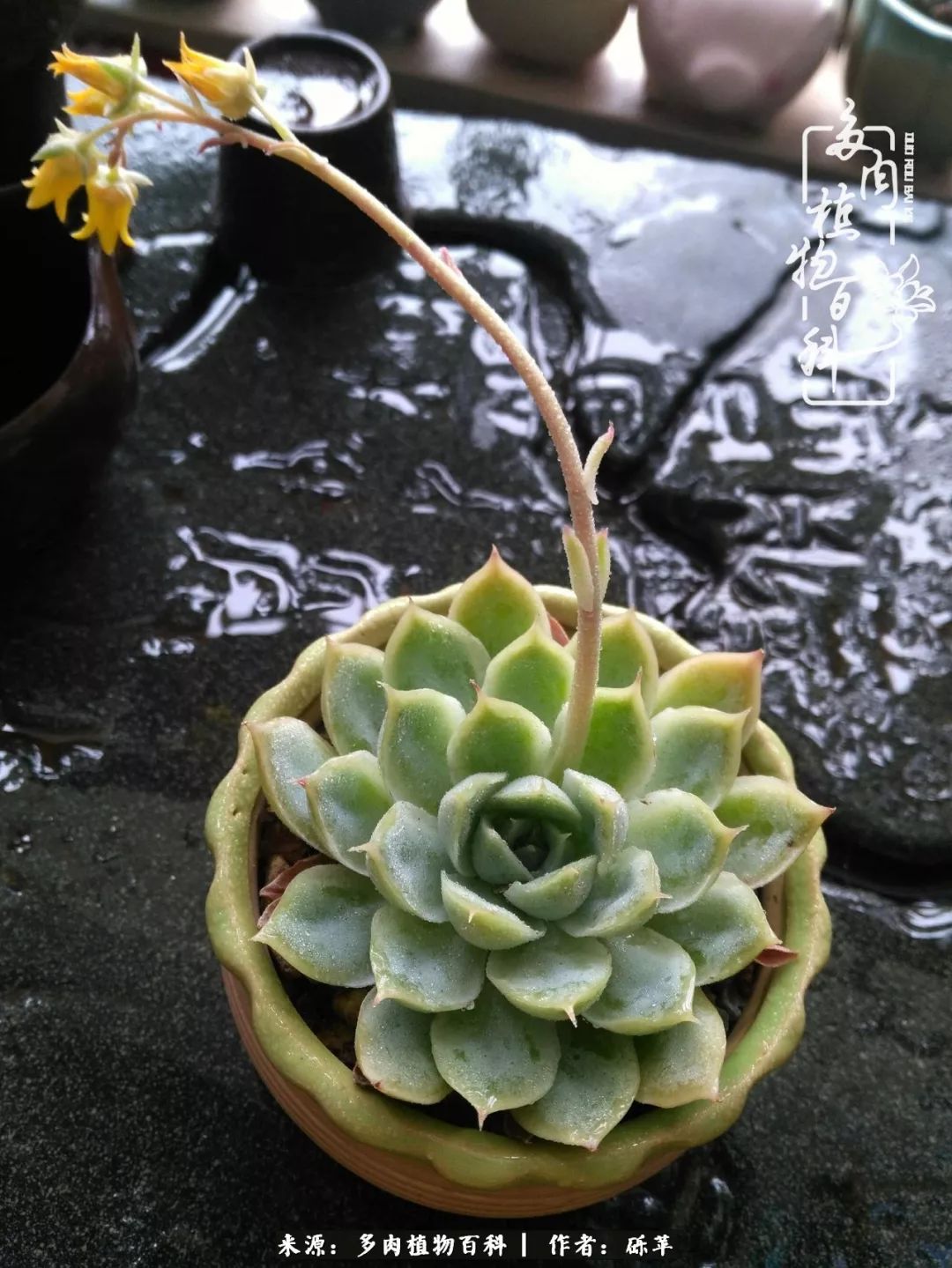 养多肉一个人就可以玩到天荒地老,养多肉的幸福其实很简单