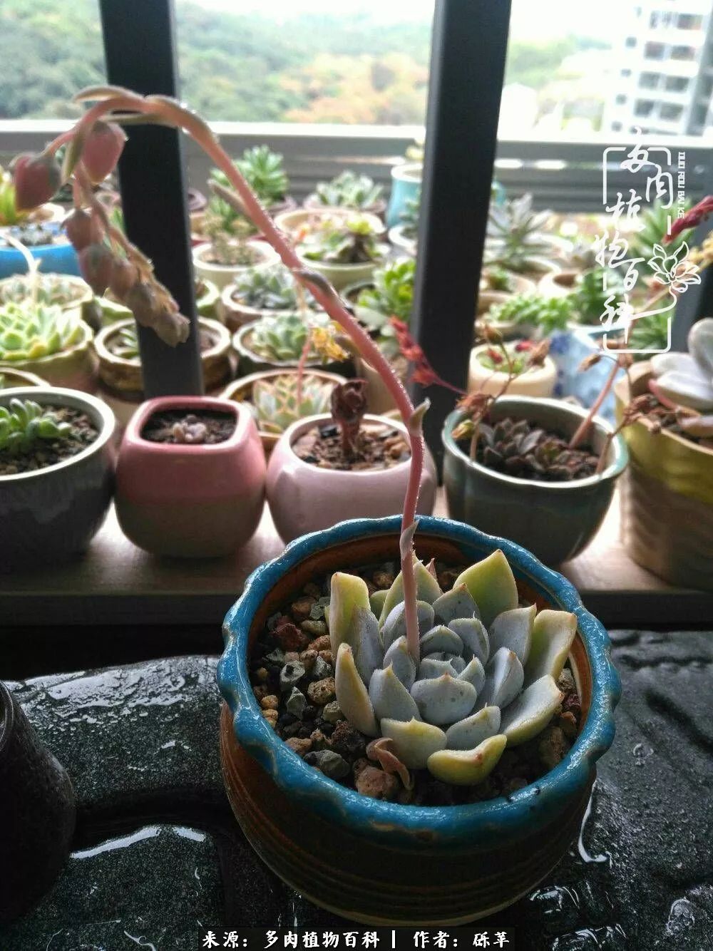 养多肉一个人就可以玩到天荒地老,养多肉的幸福其实很简单