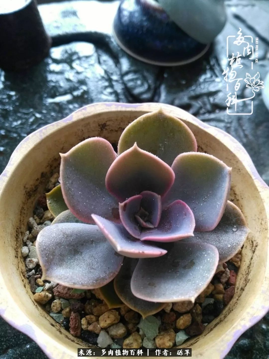 养多肉一个人就可以玩到天荒地老,养多肉的幸福其实很简单