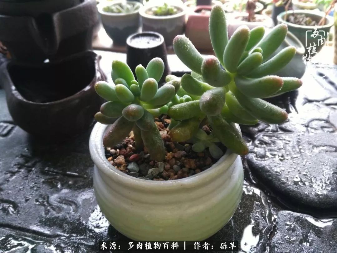 养多肉一个人就可以玩到天荒地老,养多肉的幸福其实很简单