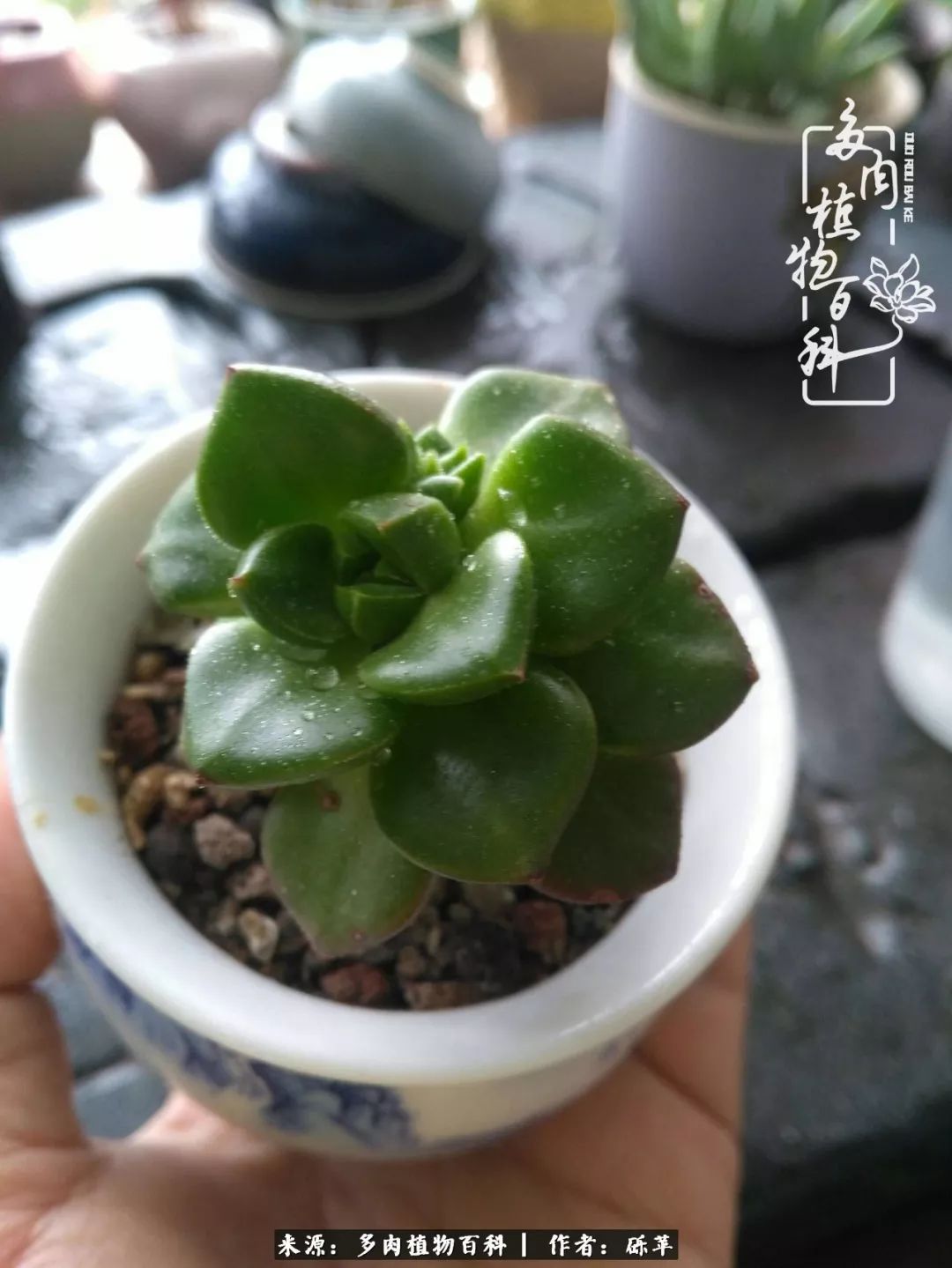 养多肉一个人就可以玩到天荒地老,养多肉的幸福其实很简单