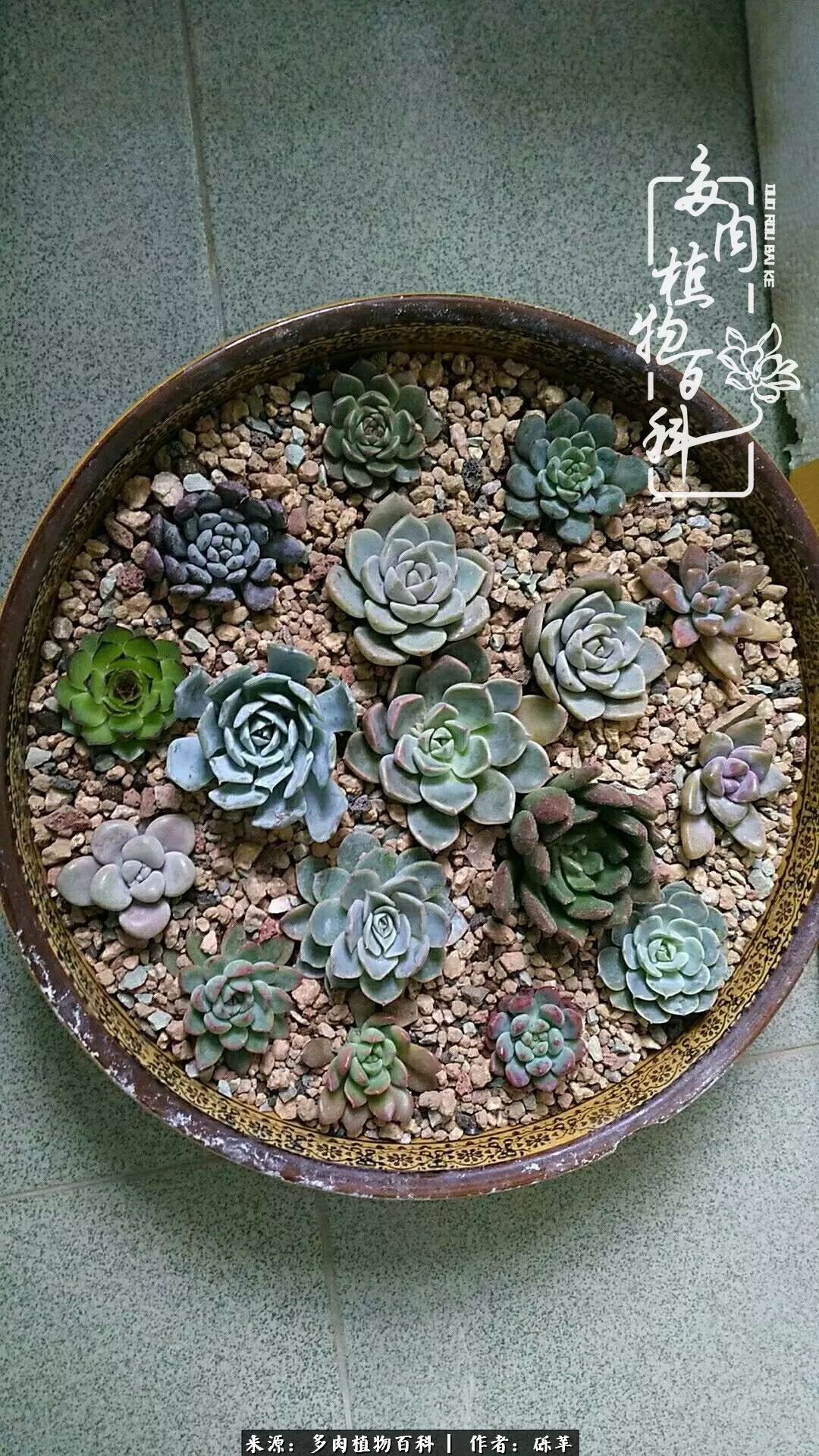 养多肉一个人就可以玩到天荒地老,养多肉的幸福其实很简单