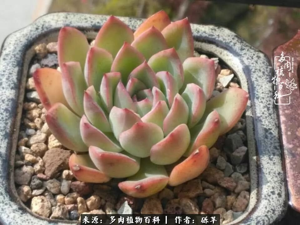 养多肉一个人就可以玩到天荒地老,养多肉的幸福其实很简单