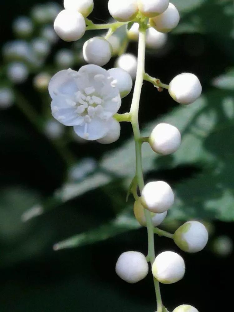 华北珍珠梅的解剖图,雪白雪白的梅花