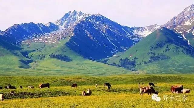 母羊临产前瘫痪怎么办,瘫痪母羊产羔