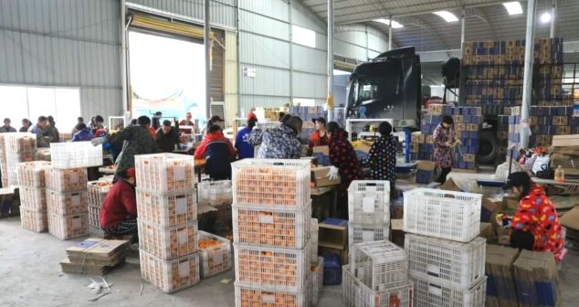 600秒销售300万斤大米、一天卖出4万元冰糖橙……“网红”卖农产品的这些方法，学会了你也能成功