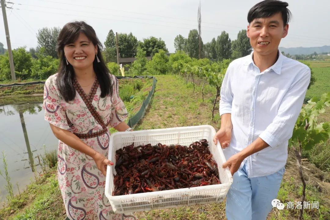 陕南养殖淡水龙虾,陕南哪里有养殖龙虾