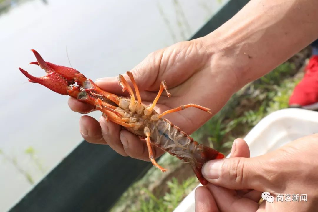 陕南养殖淡水龙虾,陕南哪里有养殖龙虾