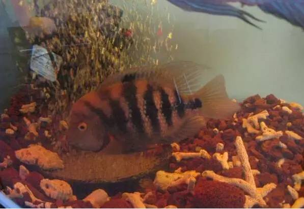 罗汉鱼是聪明的吗,罗汉鱼说话