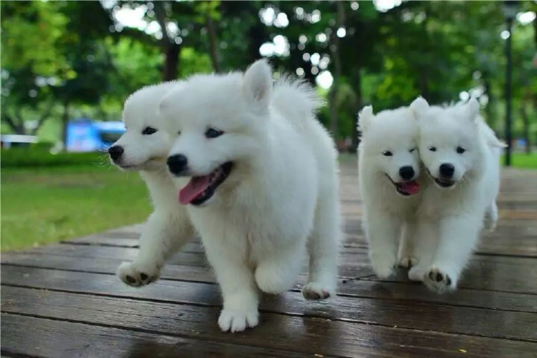 科普狗狗有几个脚趾头你知道吗,你了解狗狗的条件反射吗