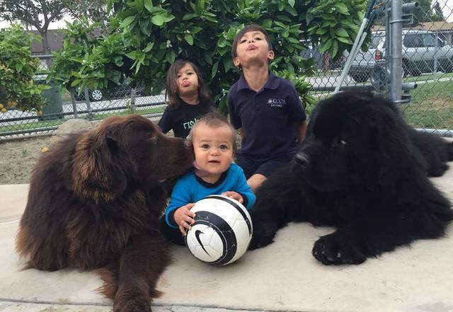 科普狗狗有几个脚趾头你知道吗,你了解狗狗的条件反射吗