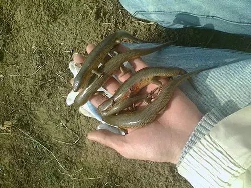 农村的娃娃捉蛇玩,农村娃玩的四脚蛇你小时候抓过吗