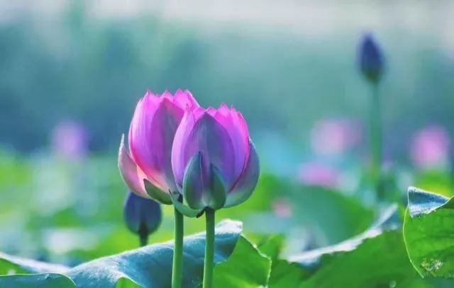 粉嫩暴击!建德这个地方会飘“仙气”,看一眼就醉!