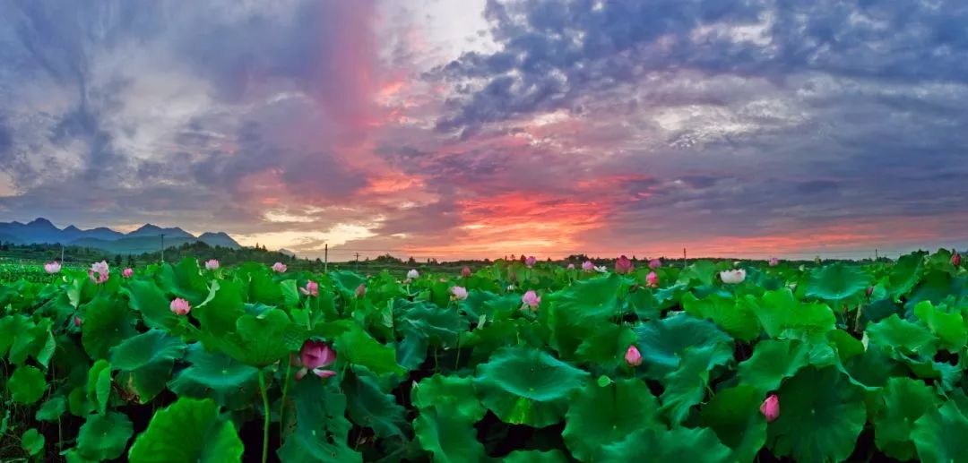 粉嫩暴击!建德这个地方会飘“仙气”,看一眼就醉!