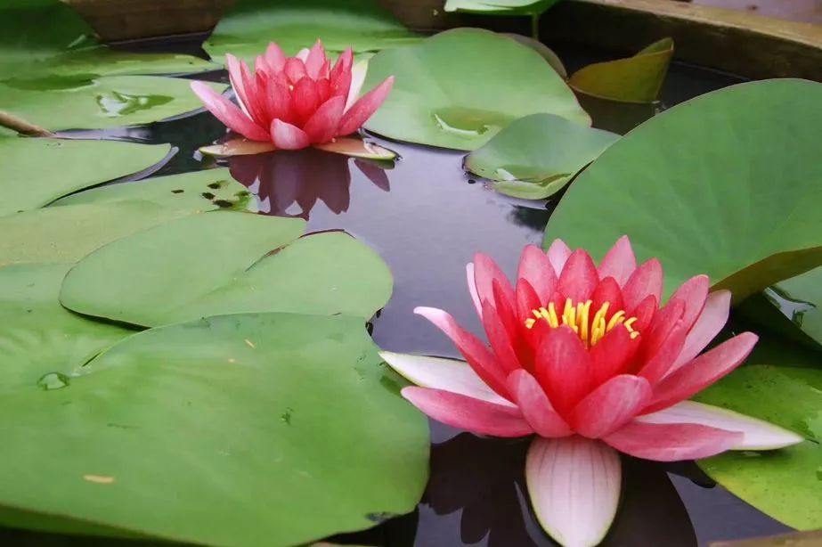 粉嫩暴击!建德这个地方会飘“仙气”,看一眼就醉!