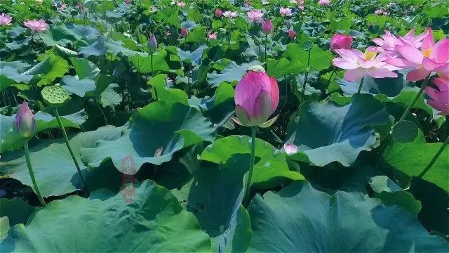 粉嫩暴击!建德这个地方会飘“仙气”,看一眼就醉!