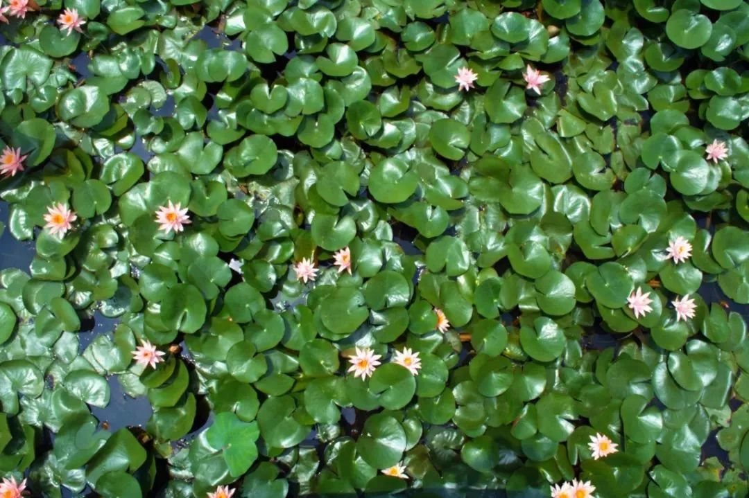 粉嫩暴击!建德这个地方会飘“仙气”,看一眼就醉!