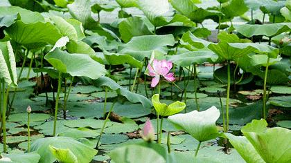 粉嫩暴击!建德这个地方会飘“仙气”,看一眼就醉!