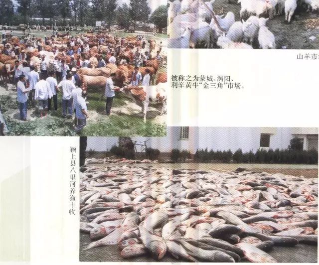 老照片100张阜阳三角洲,高清阜阳八十年代照片