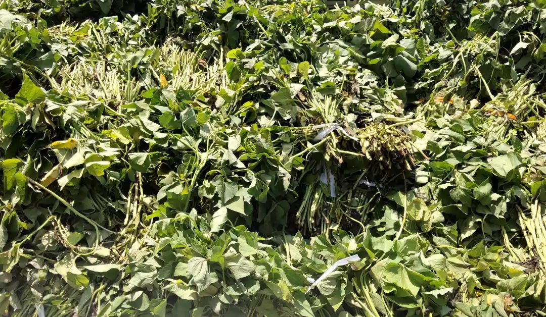 农家小庭院变身观光园增收园,农家小庭院变身致富园