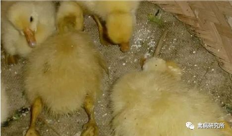 小鹅瘟疫为什么这么严重,小鹅苗近期生病是什么原因