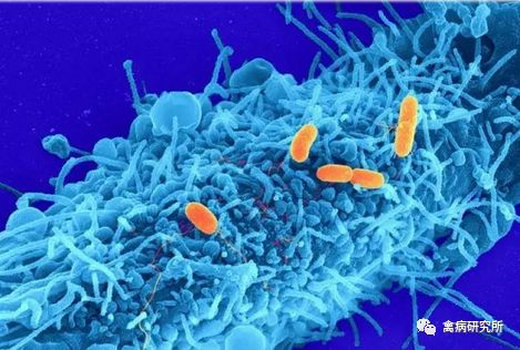 小鹅瘟疫为什么这么严重,小鹅苗近期生病是什么原因