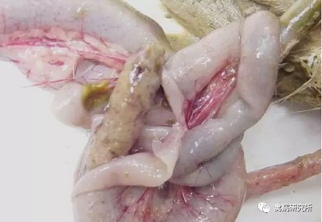 小鹅瘟疫为什么这么严重,小鹅苗近期生病是什么原因