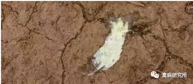 小鹅瘟疫为什么这么严重,小鹅苗近期生病是什么原因