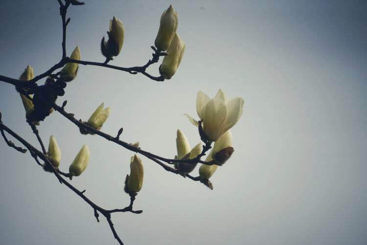 海上繁花花语,海上花语含笑