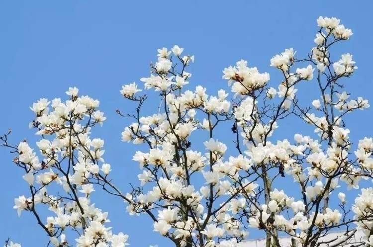 海上繁花花语,海上花语含笑