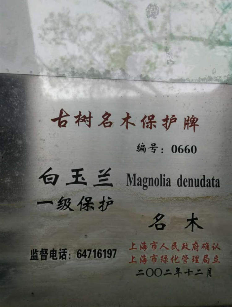 海上繁花花语,海上花语含笑