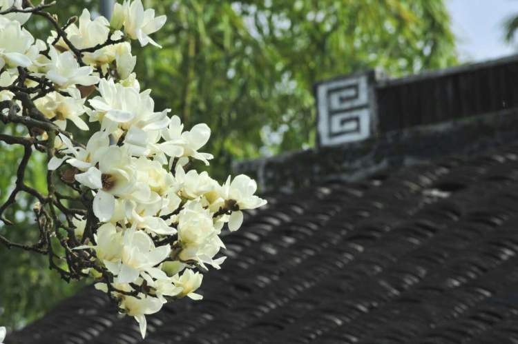 海上繁花花语,海上花语含笑