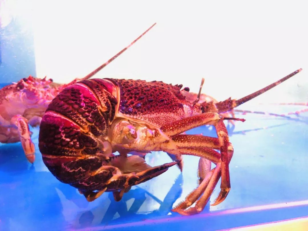 曲江公馆高端餐厅必吃榜,曲江排名第一的餐厅