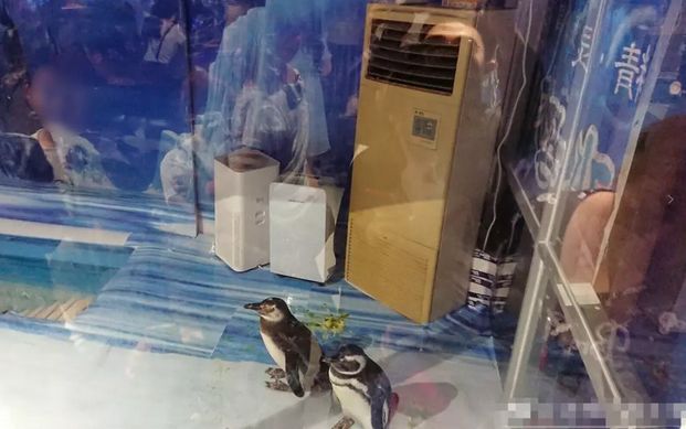 大同某商场企鹅馆被吐槽,柳南万达海洋企鹅馆