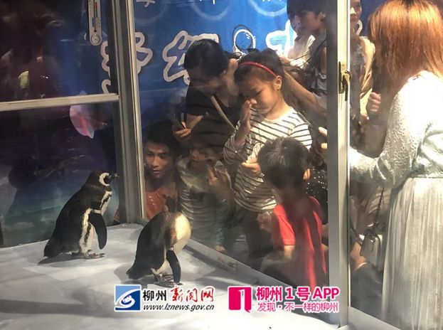 大同某商场企鹅馆被吐槽,柳南万达海洋企鹅馆
