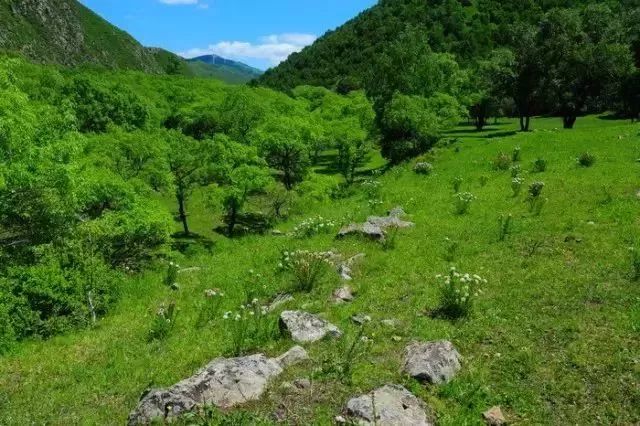 旅发大会沽源,张家口沽源旅发大会