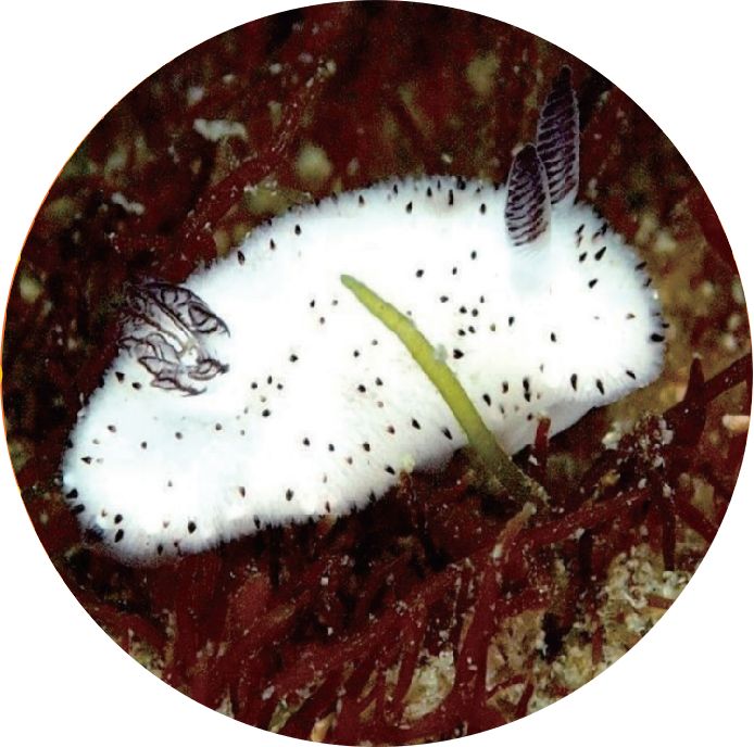 奇奇怪怪的海洋生物海底小纵队,奇奇怪怪海洋生物