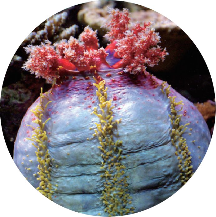 奇奇怪怪的海洋生物海底小纵队,奇奇怪怪海洋生物