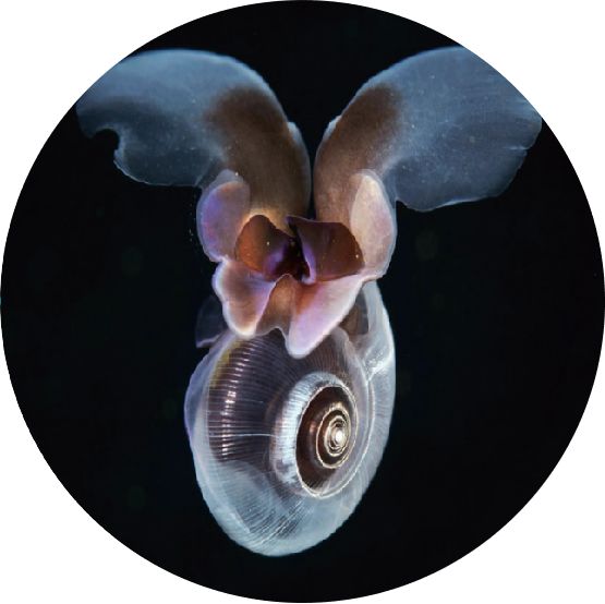 奇奇怪怪的海洋生物海底小纵队,奇奇怪怪海洋生物