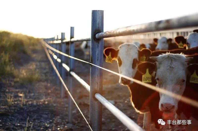 OMG!拿下万千家庭,一口就上瘾~~仅有1/1000的人才能喝到的“奶中贵族”,竟然是它