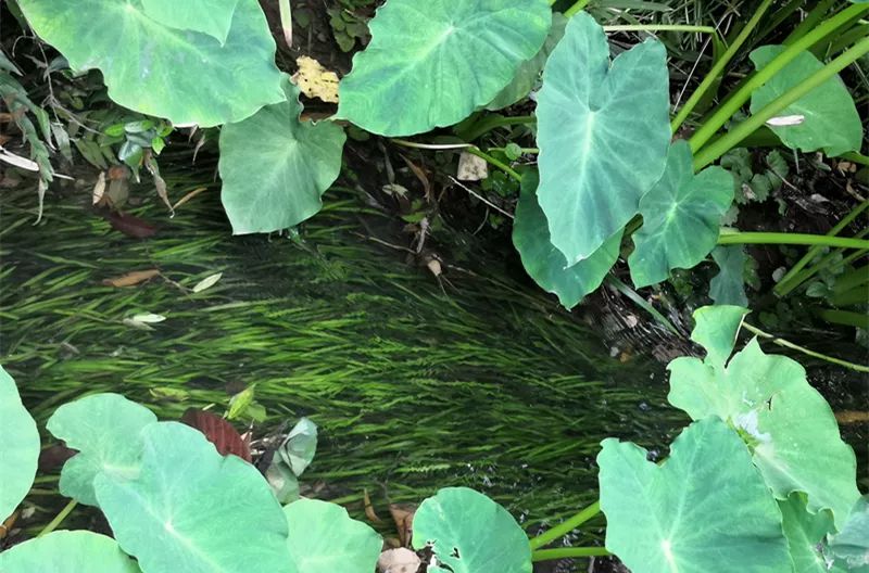 诗游记夏令营，有什么不一样？来听听树先生怎么说