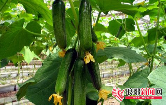 乡村振兴兰陵县,乡村振兴兰陵